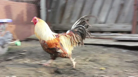 Large and beautiful rooster strutting around the yard of the rural Stock Footage 61352015