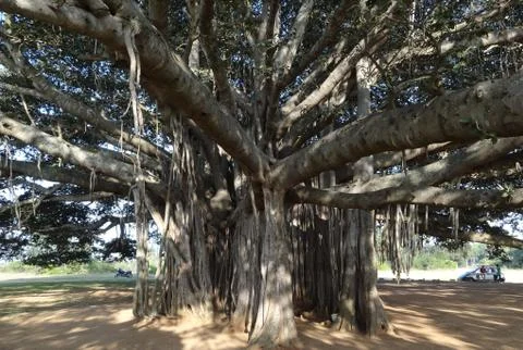 Large and big Banyan Tree Stock Photos