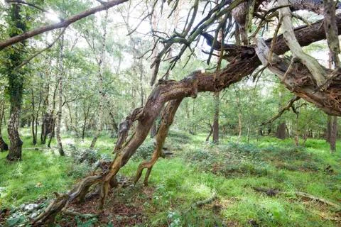 Large and broken tree growing in thick English forest Stock Photos