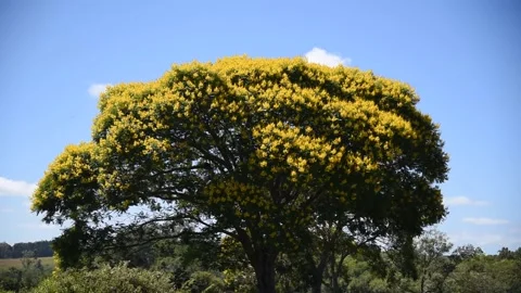 Large and leafy tree of Sibipiruna (Caesalpinia peltophoroides) and in the ba Stock Footage 151591893