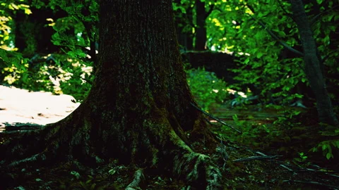 Large and long tree roots with moss Stock Footage 236627255