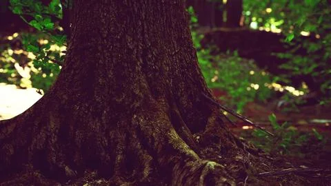 Large and long tree roots with moss Stock Illustration