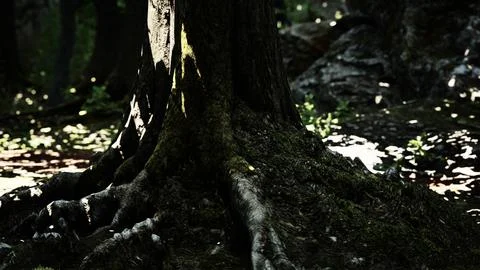 Large and long tree roots with moss Stock Illustration