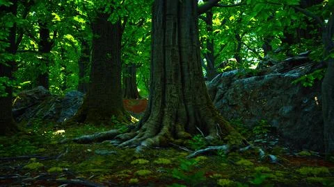 Large and long tree roots with moss Stock Illustration