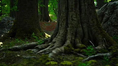 Large and long tree roots with moss Stock Illustration