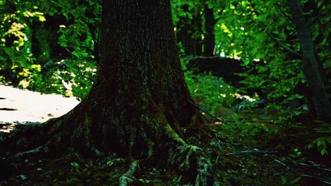 Large and long tree roots with moss Stock Illustration