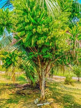 A large and lush curry tree after being fertilized Foto stock