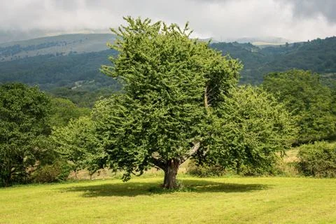 Large and Old Cherry Tree in Mountain - Monte Baldo Veneto Italy Stock Photos
