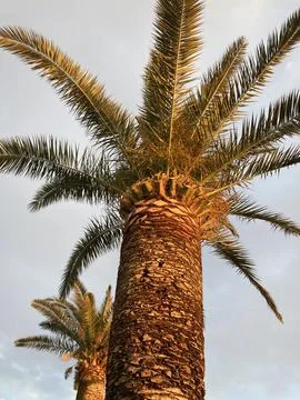 A large and old palm tree Stock Photos