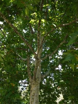 A large and old tree with long green leaves in the rays of sunlight Stock Photos