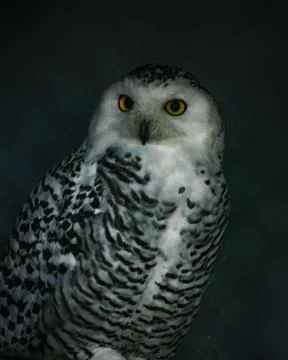 A large and powerful owl is looking for a victim Stock Photos