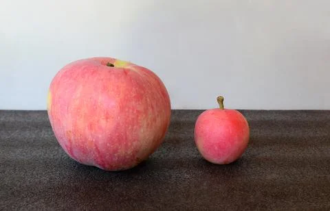 A large and a small apple of the same variety on the table. Stock Photos