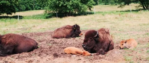 Large and small bisons lie on the grass - A herd of American bison Stock Footage 323774508