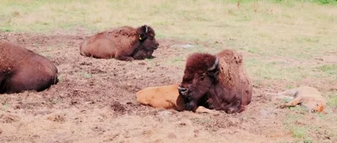 Large and small bisons lie on the grass - A herd of American bison Stock Footage 323774571