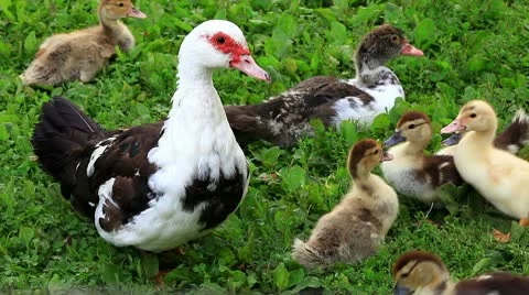 Large and small duck feeding on grass Stock Footage 10574221