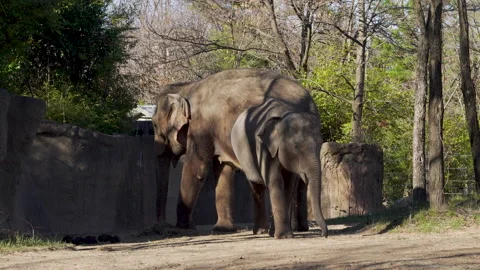 Large and small elephant at the zoo 動画素材 201371232