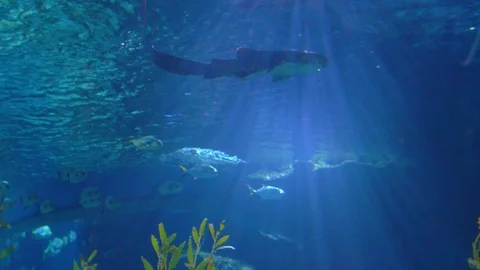 Large and small fish swim one after another in the clear transparent water Stock Footage 103851699