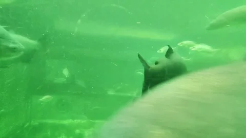 Large and small fish swim together in a murky green aquarium environment Stock Footage 337484333