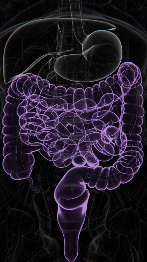 Large and Small intestines Vertical Video | Large and Small intestines Video stock 278455549
