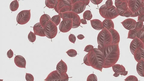 Large and small leaves spread out on a transparent background in close-up Vidéo 321019866