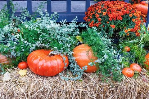 Large and small orange pumpkins, combined with a bouquet of orange asters and Stock Photos