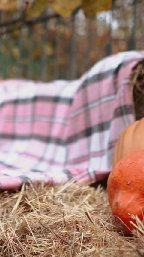Large and small pumpkins lie on the lid of an old wooden oak barrel for pickling Stock Footage 254914708