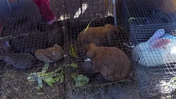 Large and small rabbits in cages Stock Footage 85875509