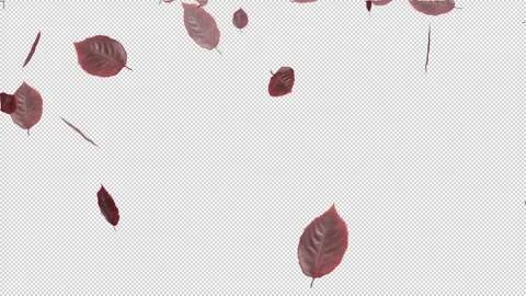 Large and small red leaves spread out on a transparent background. Stockbeeldmateriaal 321019035