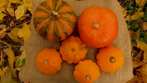 Large and small ripe orange pumpkins lie on burlap in the grass with yellow Stock Footage 205865398
