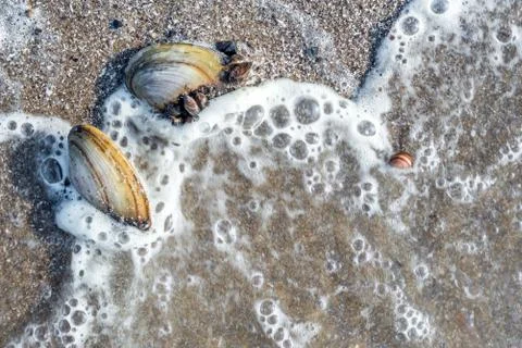 Large and small river shells on a sandy beach. Surf waves with foam bubbles on Stock Photos