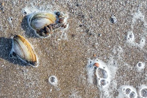 Large and small river shells on a sandy beach. Surf waves with foam bubbles on Stock Photos