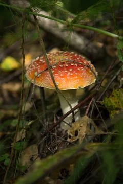 Large and small toadstool fly agaric grows in the forest Stock Photos