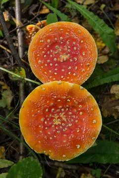Large and small toadstool fly agaric grows in the forest Stock Photos