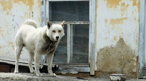 Large and sometimes angry dog Stock Footage 63171209
