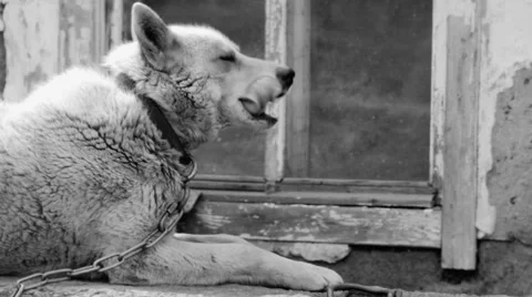 Large and sometimes angry dog Stock Footage 63171414