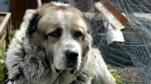 Large and sometimes angry dog Stock Footage 63171583