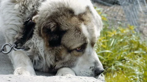 Large and sometimes angry dog Stock Footage 63171787