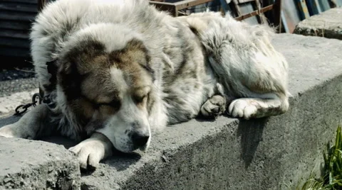 Large and sometimes angry dog Stock Footage 63172092
