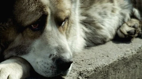 Large and sometimes angry dog Stock Footage 63172346