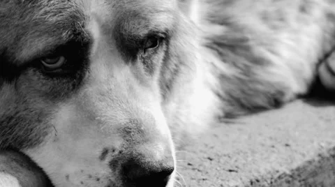 Large and sometimes angry dog Stock Footage 63172478