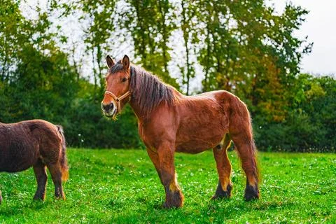 Large and Strong Cold-blooded Draft Horse, Stands Majestically on the Green.. Stock Photos