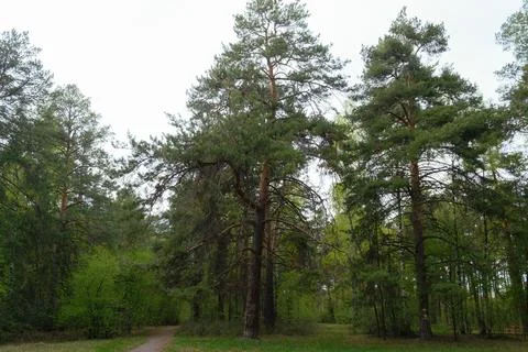 A large and tall pine tree in the thicket of a green picturesque forest Stock Photos