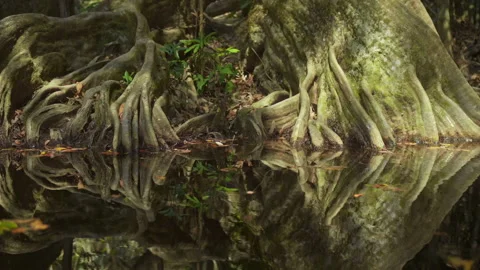 Large and thick roots in Mangrove forest Stock Footage 148167941