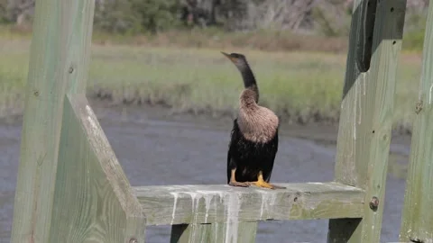 Large Anhinga sitting and flying away 스톡 동영상 130225266