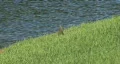 Large Anole Lizard HD Footage