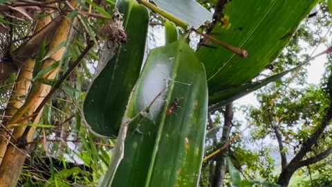 Large ant on a bamboo leaf close-up Stock Footage 234052138