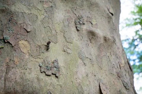 A Large Ant Carrying a Dead Bug Up a Tree Stock Photos