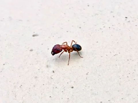 Large ant crawling on the beach Stock Photos
