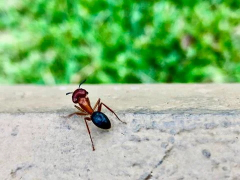 Large ant crawling on the beach Stock Photos