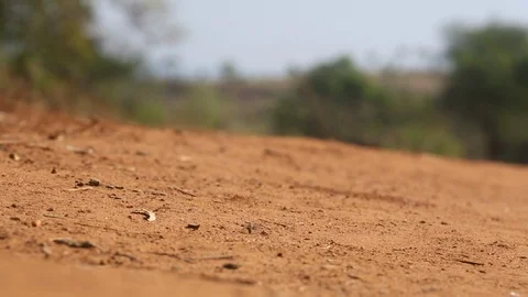 Large Ant Crawls Across Arid Red Dirt Landscape Close Up Stock-Footage 102153798